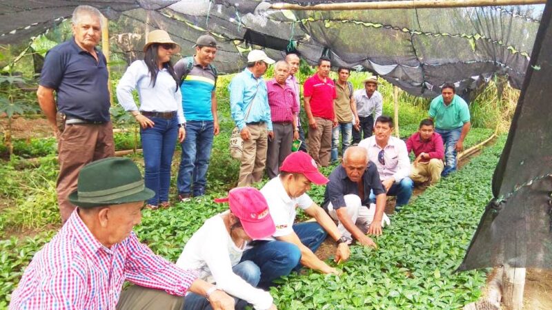 CAPACITACION ALMACIGOS DE CAFE
